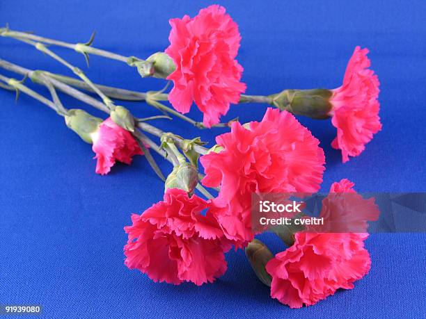 Flowers Stock Photo - Download Image Now - Beauty In Nature, Blue, Bright