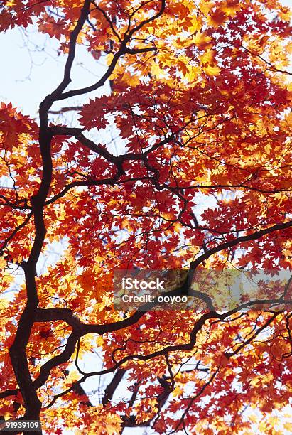 Japanese Maple Tree In Autumn Stock Photo - Download Image Now - Autumn, Branch - Plant Part, Burning