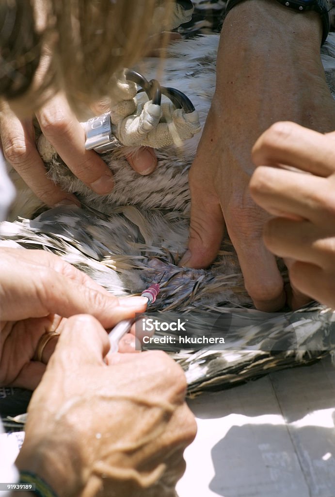 Взятие образцов крови на молодых Osprey (Pandion haliaetus - Стоковые фото Вертикальный роялти-фри