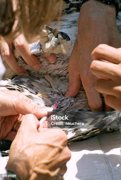 Взятие Образцов Крови На Молодых Osprey Pandion Haliaetus — стоковые фотографии и другие картинки Вертикальный