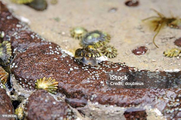 Walking Shell Walking Shell Stock Photo - Download Image Now - Animal, Animal Shell ...