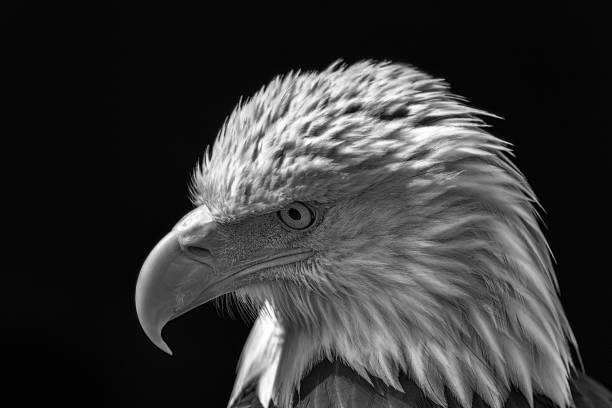 istock American bald eagle. Powerful high-contrast USA national bird monochrome image. 919397094