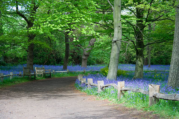 Bluebells  kew garden stock pictures, royalty-free photos & images
