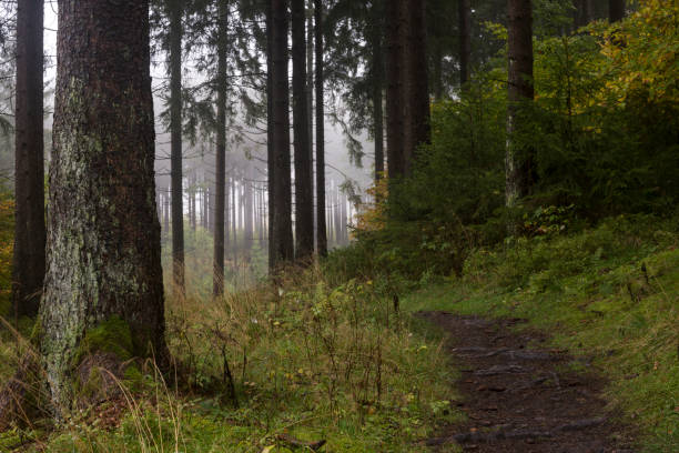 istock Footpath in foggy forest 919399720