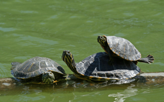 Two turtles taking the sun