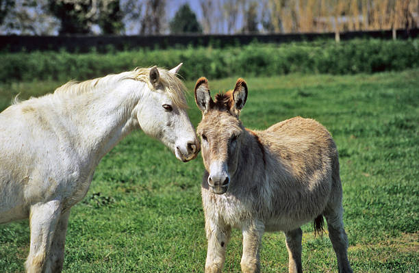 caballo y burro - horse donkey camargue landscape fotografías e imágenes de stock