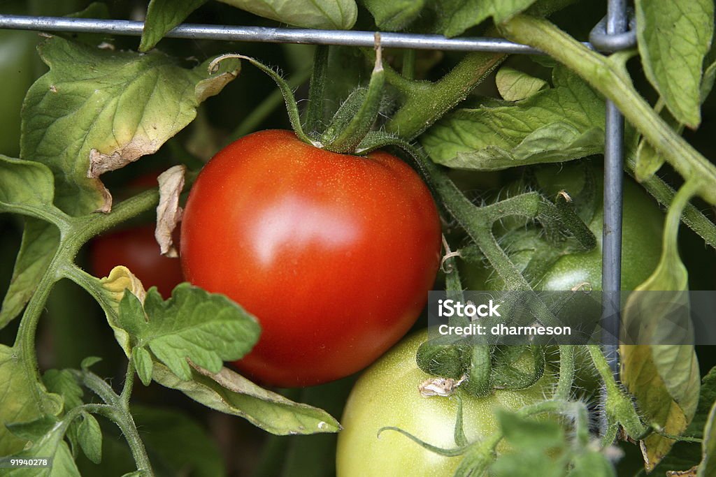 On the vine tomato  Circle Stock Photo