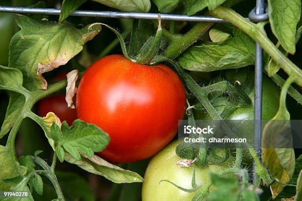 On The Vine Tomato Stock Photo - Download Image Now - Circle, Close-up, Color Image