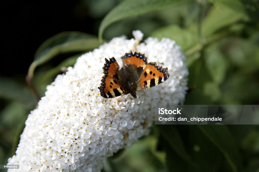 Borboleta - Royalty-free Alimentar Foto de stock