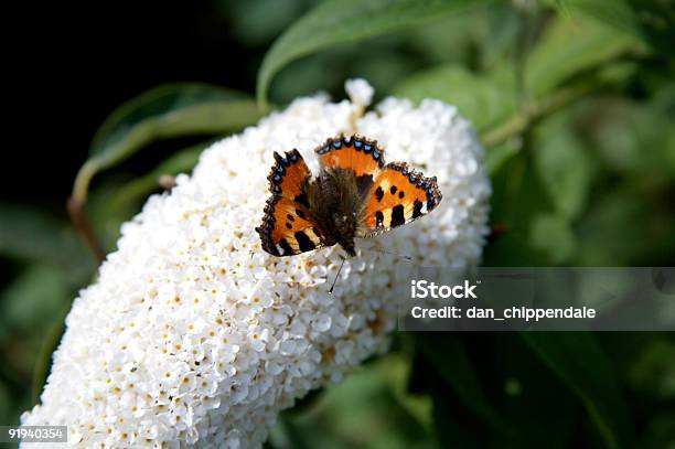 Borboleta - Fotografias de stock e mais imagens de Alimentar - Alimentar, Almirante, Amarelo