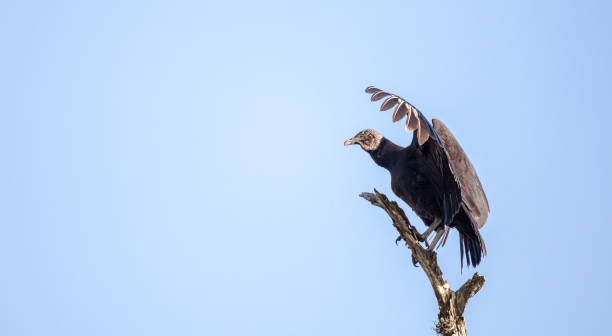 istock American Black vulture Coragyps atratus 919404606