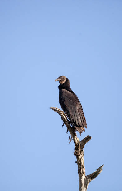 istock American Black vulture Coragyps atratus 919404668