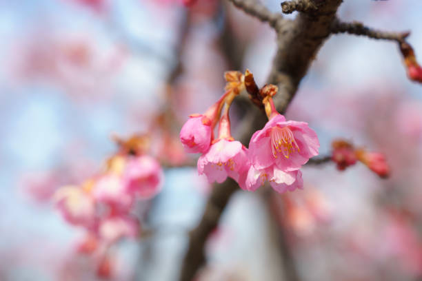 istock Cherry blossoms in Japan 919405000
