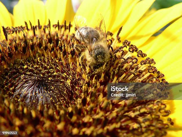 Camouflage Stock Photo - Download Image Now - Beauty In Nature, Bee, Color Image