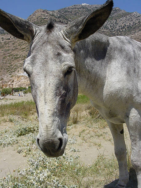 osioł - donkey mule large grazing zdjęcia i obrazy z banku zdjęć