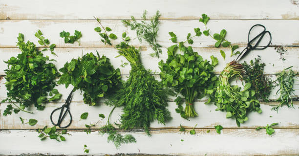 various fresh green kitchen herbs - fresh coriander imagens e fotografias de stock