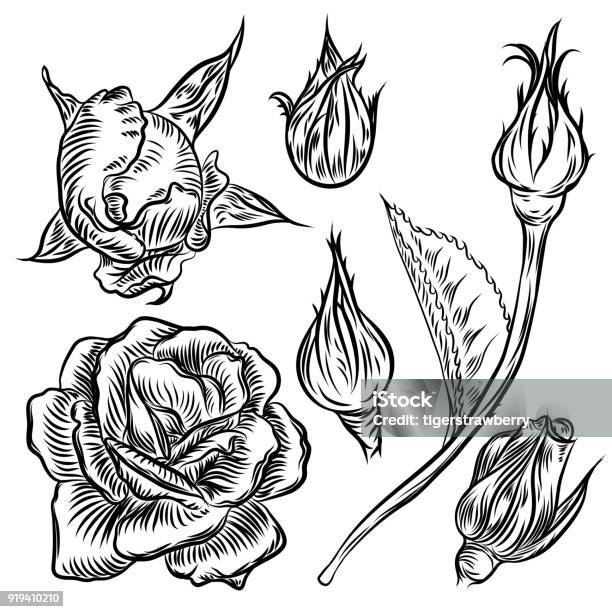 Red Rose Drawn Style On White Background Vector Stock Illustration - Download Image Now - Adult, Art, Beauty