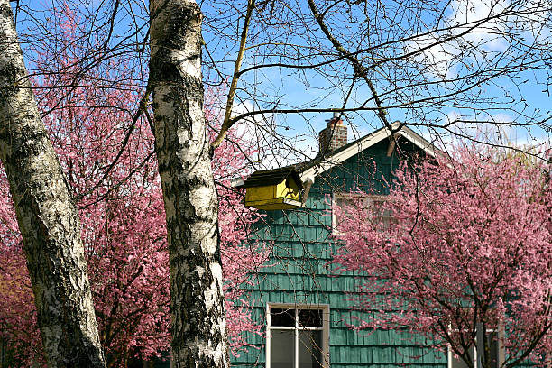 green bird house in a tree