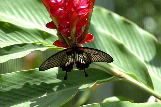 Tropical Butterfly 1 stock photo