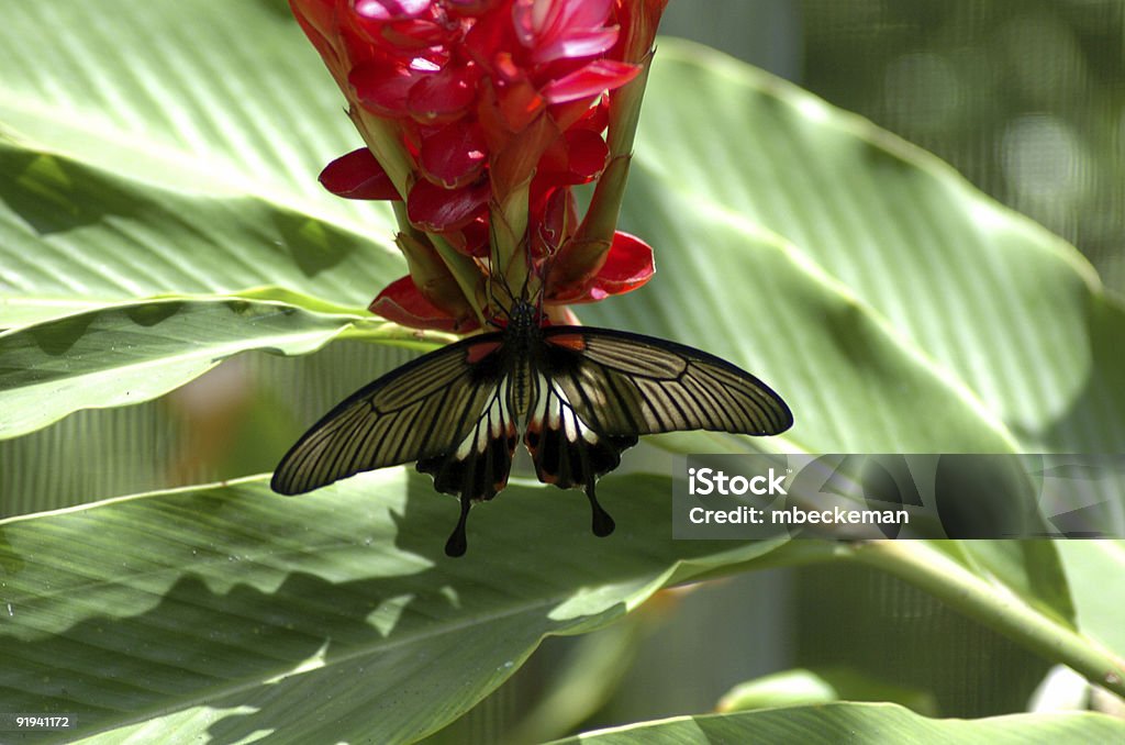 Тропические бабочки 1 - Стоковые фото Бабочка роялти-фри