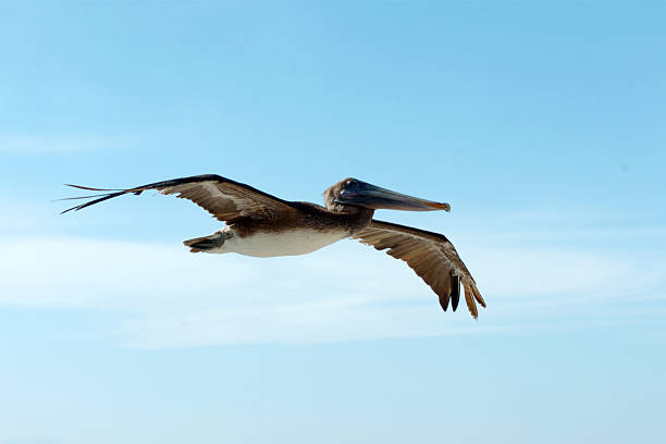 Flying Pelican 1 stock photo
