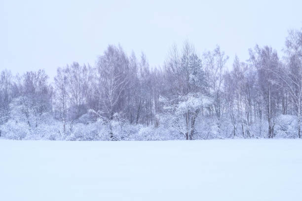 istock Winter forest in the fog. 919412452