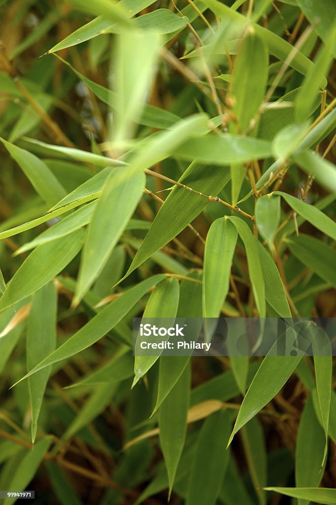 BAMBÚ - Foto de stock de Agua libre de derechos