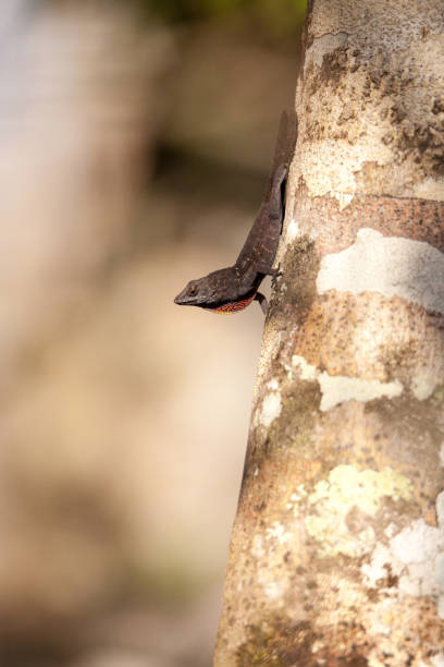istock Black Brown anole lizard Anolis sagrei 919420692