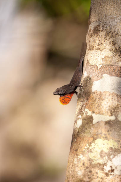 istock Black Brown anole lizard Anolis sagrei 919420740