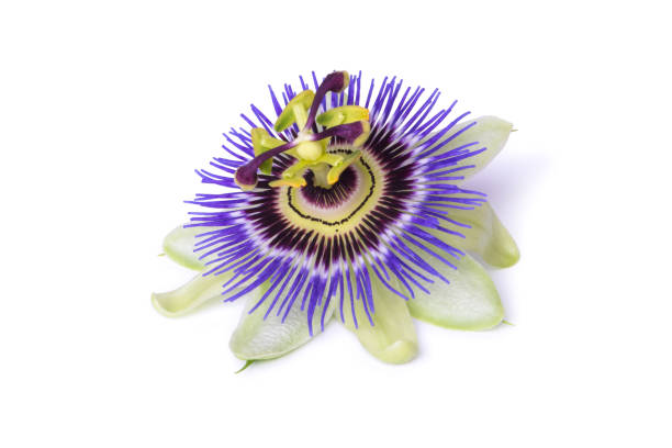 istock Passiflora passionflower isolated on white background. Big beautiful flower 919421128