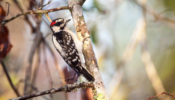 istock Downy woodpecker Picoides pubescens 919421306