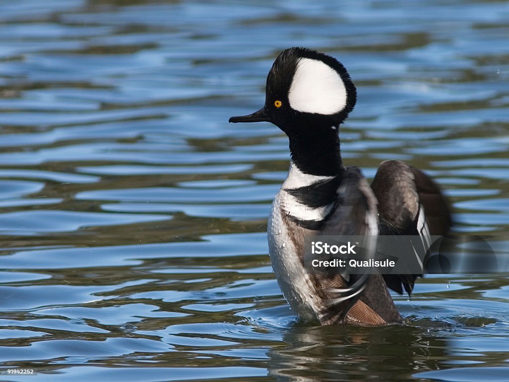 Kappensäger - Lizenzfrei Aquatisches Lebewesen Stock-Foto