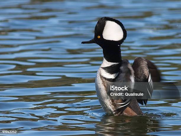 Kappensäger Stockfoto und mehr Bilder von Aquatisches Lebewesen - Aquatisches Lebewesen, Bewegungsunschärfe, Bucht von San Francisco