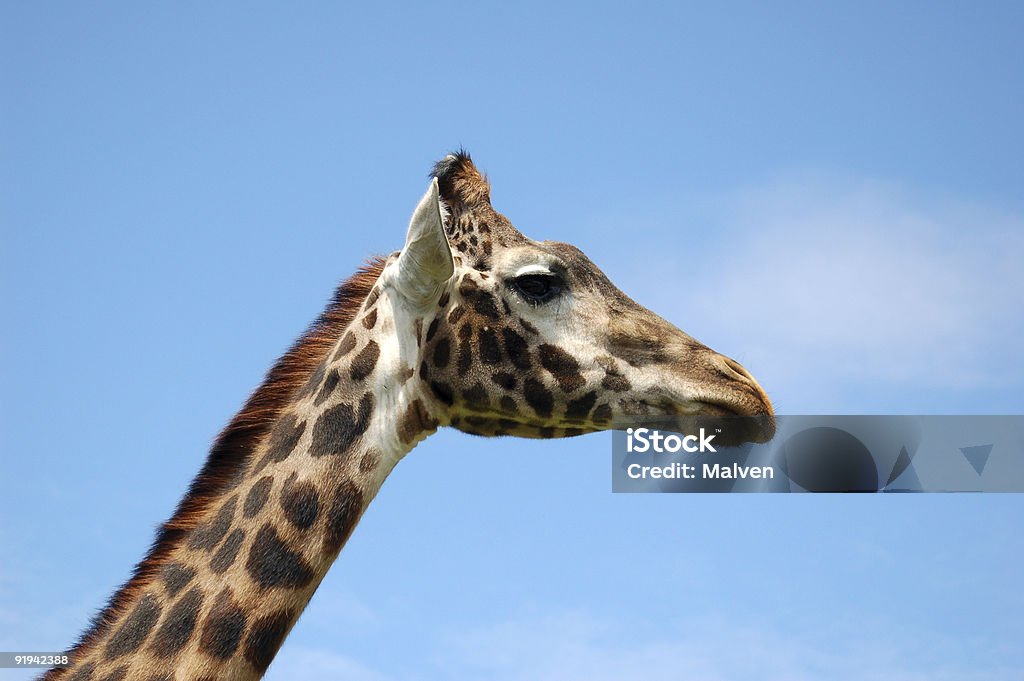 Jeffery jirafa - Foto de stock de Alto - Descripción física libre de derechos