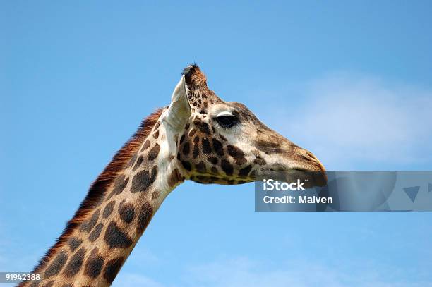 Jeffery Girafa - Fotografias de stock e mais imagens de Alto - Descrição Física - Alto - Descrição Física, Animal, Azul