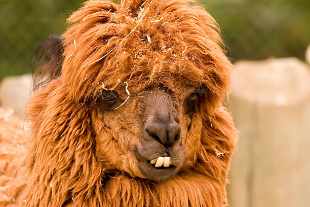 istock Portrait of brown Alpaca showing lower teeth 91942684