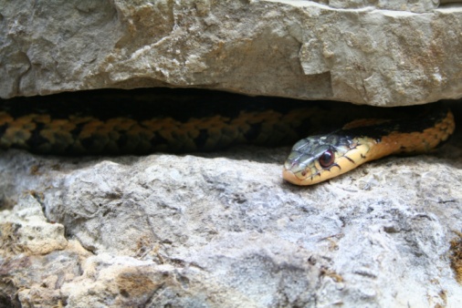 The big yellow snake is posing