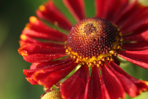 The rich red of a helenium flower against a green background