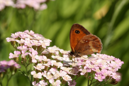 A meadow brown, or maniola jurtina butterfly ,on achillea
