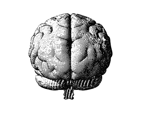 Engraving monochrome brain in back view isolated on white background
