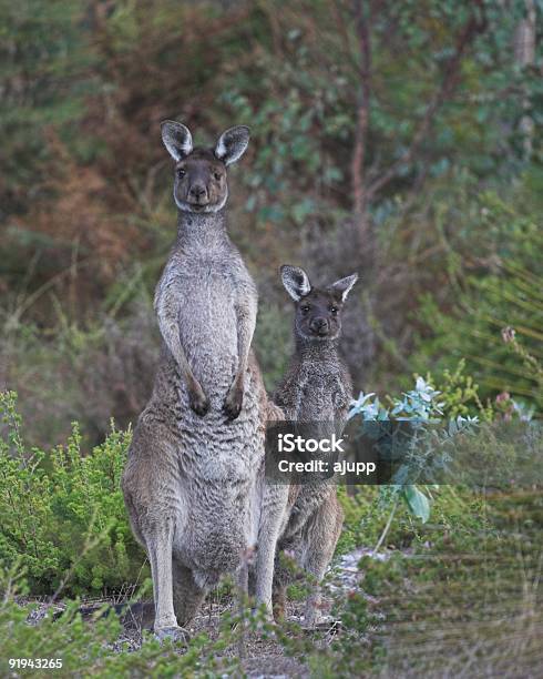 두 Roos 0명에 대한 스톡 사진 및 기타 이미지 - 0명, 가까운, 검사-보기