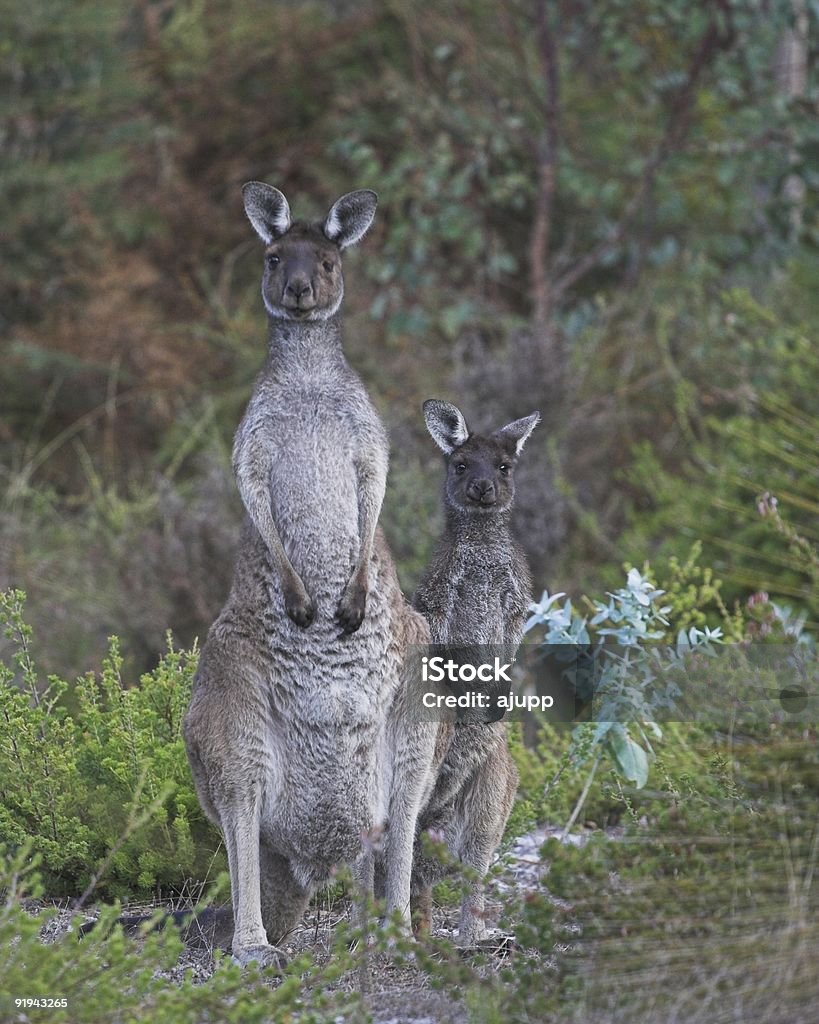 Dois Roos - Royalty-free Animal Foto de stock