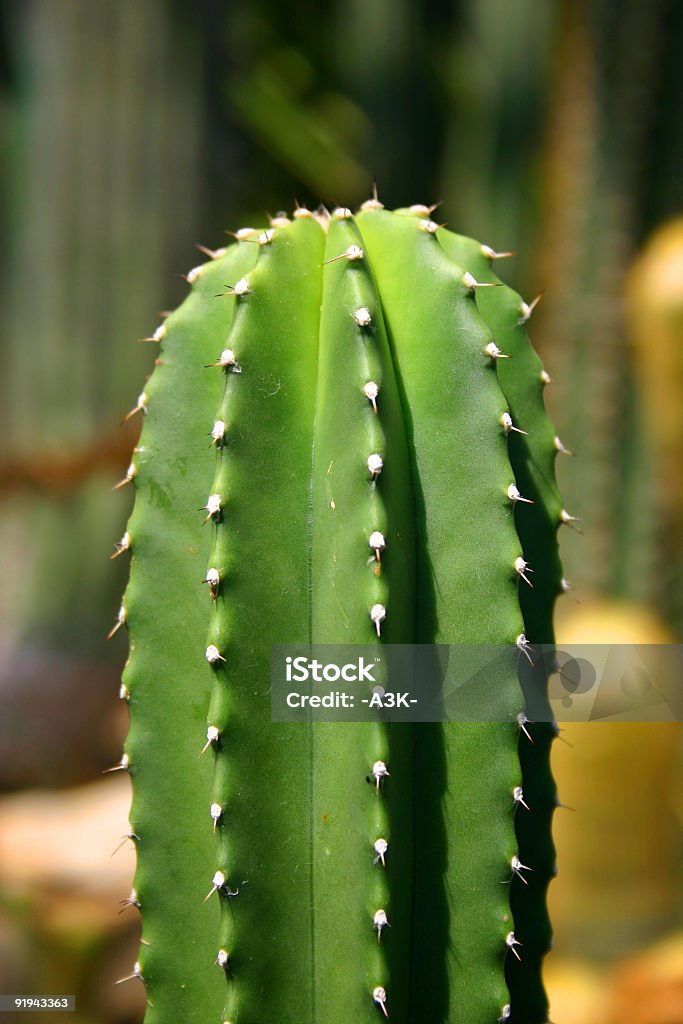 cactus dettagli - Foto stock royalty-free di Ago - Parte della pianta