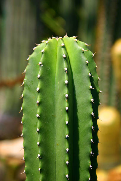 cactus dettagli - foto stock