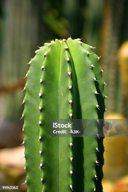 Cactus Dettagli - Fotografie stock e altre immagini di Ago - Parte della pianta - Ago - Parte della pianta, Aiuola, America Latina