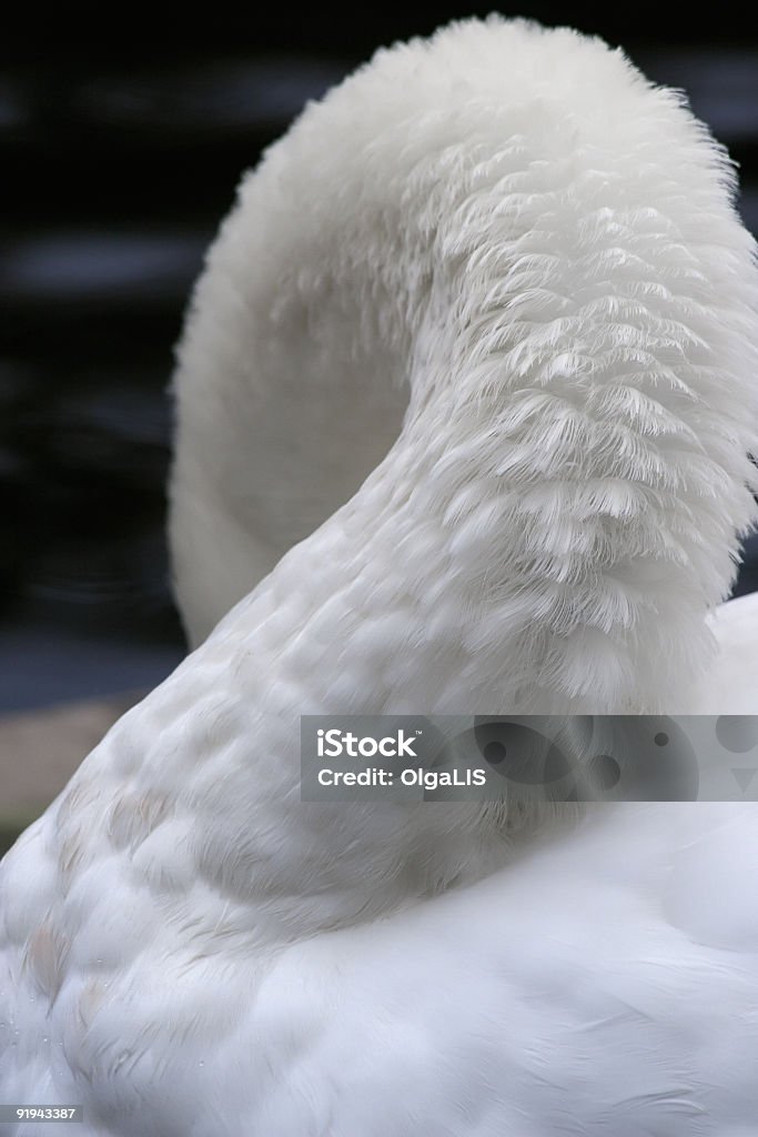 Swan-Gnade - Lizenzfrei Anmut Stock-Foto