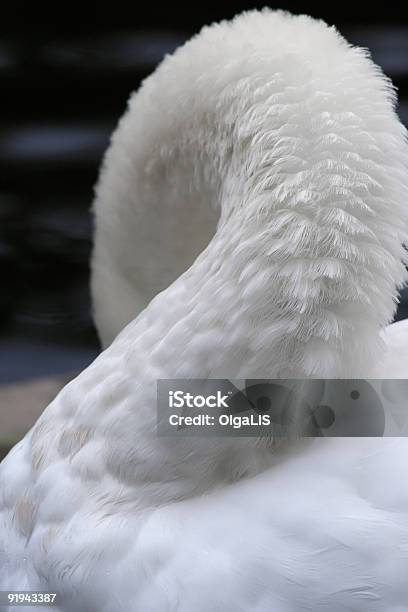 Cisnegraça - Fotografias de stock e mais imagens de Animal - Animal, Bordado, Cisne