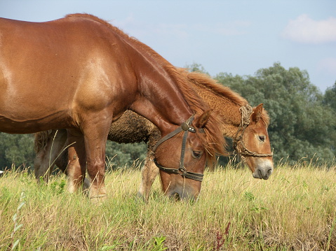 Two horses - mother and child