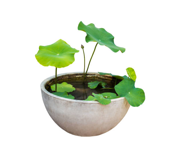 The Lotus in flowerpot isolated on white background with clipping path