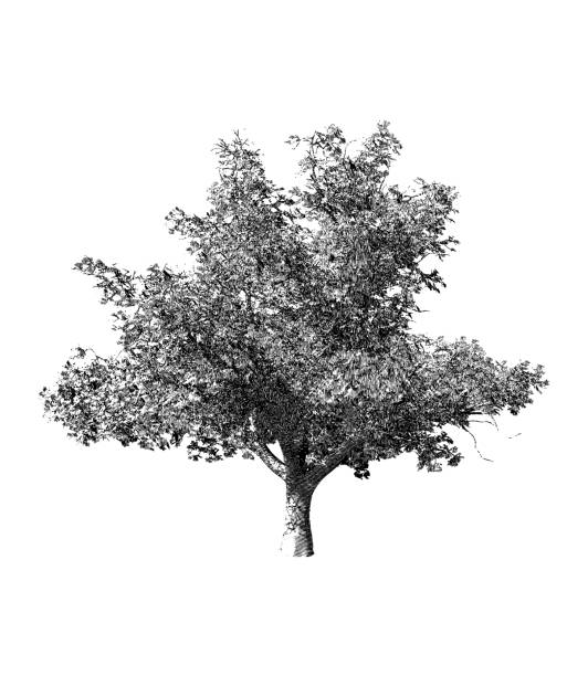 illustrazioni stock, clip art, cartoni animati e icone di tendenza di illustrazione del disegno dell'albero in bianco e nero - albero illustrazioni